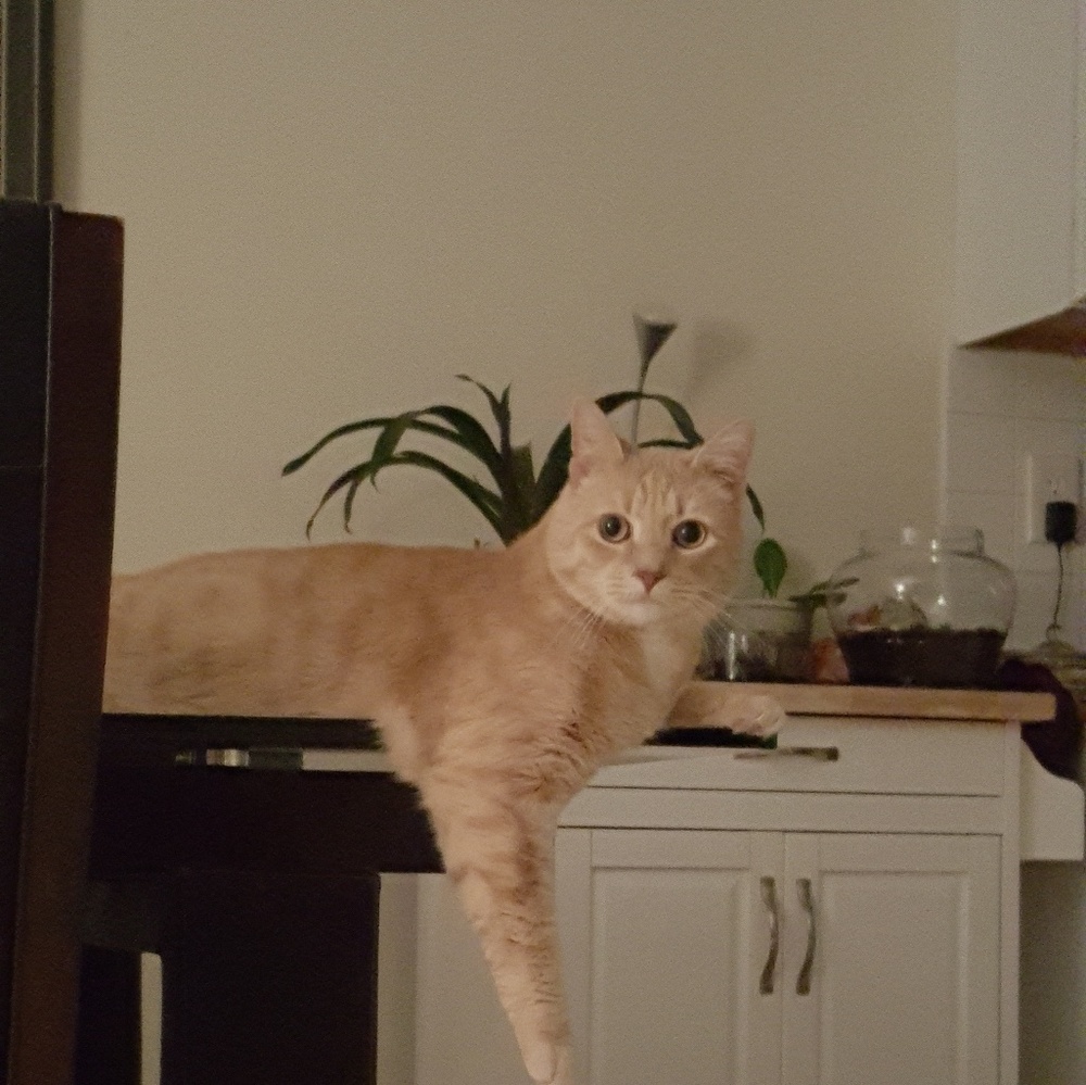 Meet your Posher, Iman